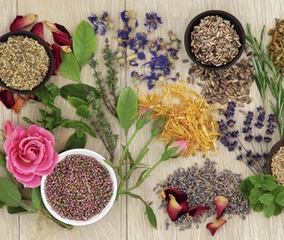 İştah Kesen Bitkiler Türleri ve Özellikleri